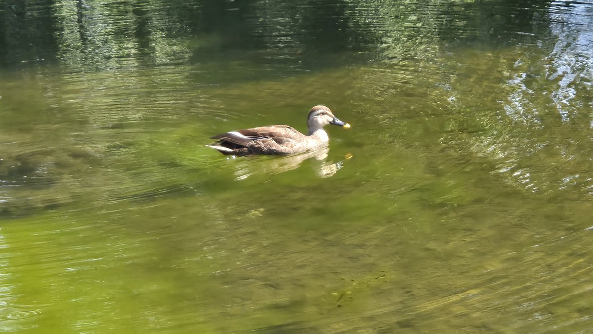 OneFlowerPerDay's tweet photo. こもれびの池から、カルガモです。

ちょくちょく遭遇していますが、今回は明後日の方向に移動してしまったので眺めているだけでした。

3枚目と4枚目は被写体は小さいのですが、何気に水面（波紋）が綺麗に撮れているので上げておきます。

2026/06/06 こもれびの池
#国営昭和記念公園 #カルガモ https://t.co/SyPRrHYn9F
