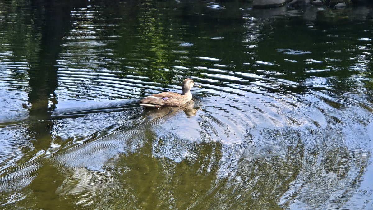 OneFlowerPerDay's tweet photo. こもれびの池から、カルガモです。

ちょくちょく遭遇していますが、今回は明後日の方向に移動してしまったので眺めているだけでした。

3枚目と4枚目は被写体は小さいのですが、何気に水面（波紋）が綺麗に撮れているので上げておきます。

2026/06/06 こもれびの池
#国営昭和記念公園 #カルガモ https://t.co/SyPRrHYn9F