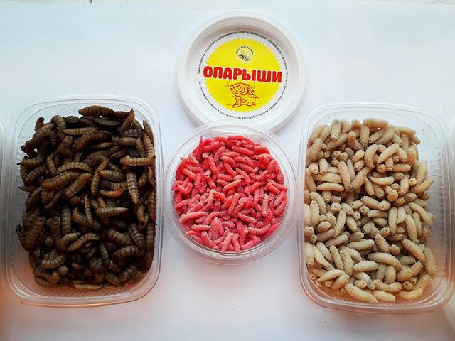 ganaahvv's tweet photo. @turiinsoyorholt Опарыш гд загасчилалын өгөөш хдэг өт бий дээ. Загасчилалын дэлгүүрээдээр бж бгаа https://t.co/1QQCPiffdS