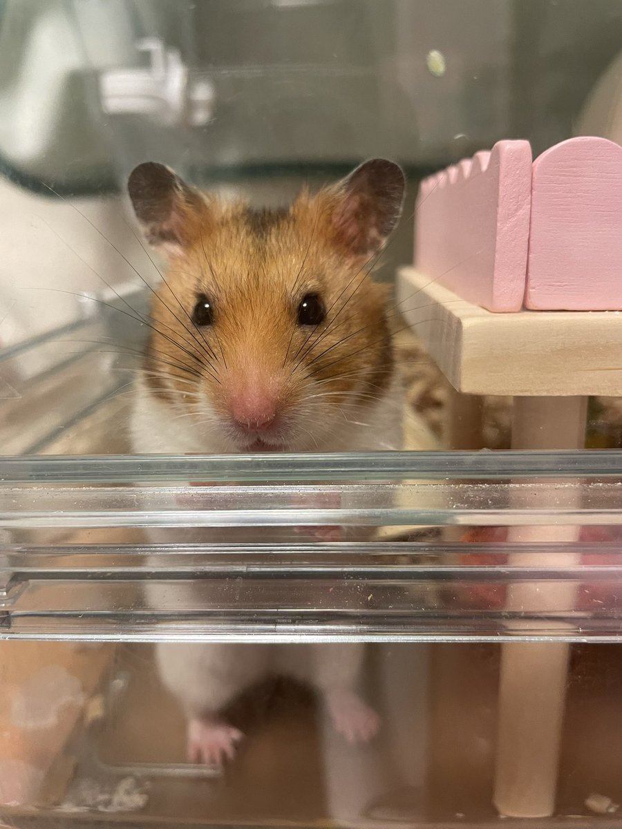 kanoncoro's tweet photo. 動物病院にチップの経過観察の為に受診。
睾丸の腫れも引いて落ち着いてるので様子見との事。

大人しいし可愛いし爪もよく研がれてて痛くないし早く違和感に気づいてもらえて幸せなハムちゃんですね♬*。って褒められた！

よかったね、チップ🐹𓂂◌

 #ハムスター https://t.co/cMJSSGqPLM