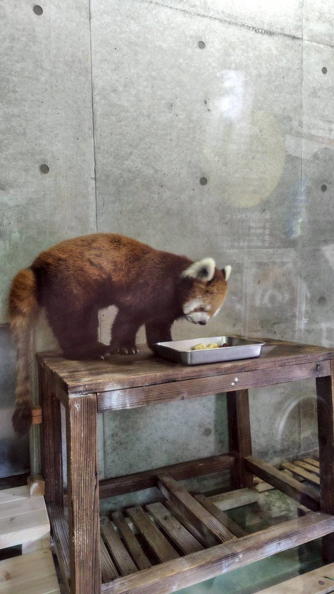 m_phoenixzoo's tweet photo. 〜 #リコ 編〜
いつもと違う見た目の餌に警戒し、なかなか口をつけず…🥲
時間はかかりましたが、リンゴを少し食べてくれた時にはお客様から歓声が👏
2頭の性格がよく表れた誕生会でした✨
そしてお誕生日プレゼントをくださった皆様、本当にありがとうございました！

#宮崎市フェニックス自然動物園 https://t.co/lr1znCHxlE