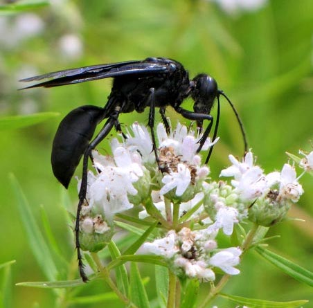 giveashitnature's tweet photo. There are about 18,000 species of wasps in North America. Roughly 20 of them can hurt you. 

The wasps people fear are all from one family: Vespidae. They make up less than 1% of wasp species on the continent. They build the visible nests, they defend them aggressively, and they're the ones you remember from a bad encounter.

The other 99% live solitary lives and ignore humans entirely. Many can't sting at all. Many more have stingers but never use them on people because they don't have a nest to defend. 

What they do instead is hunt other insects. A single mud dauber stocks her nest with paralyzed spiders, including widows and recluses. A braconid wasp lays eggs in tomato hornworms. An ichneumon wasp parasitizes wood-boring beetles that kill ash trees. A cuckoo wasp infiltrates the nests of other wasps and bees. Some species control aphids; others control caterpillars, beetle grubs, or flies.

Most agricultural pest insects in North America are controlled, in part, by parasitic wasps that almost no human ever sees. There are over 25,000 species of ichneumon wasps alone, and they keep entire orders of insects in check.

The five or so wasp species that ruin a picnic in late August are real. The 17,995 species that are running the pest control infrastructure of an entire continent get almost none.