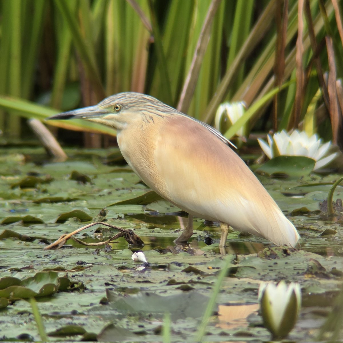 EDBirding's tweet photo. Adult summer Squacco Heron still showing exceptionally well next to Crowland Wildlife Pond, moving between the river and adjacent willows and occasionally catching dameselflies.

@BirdGuides https://t.co/TL5DANHH3f