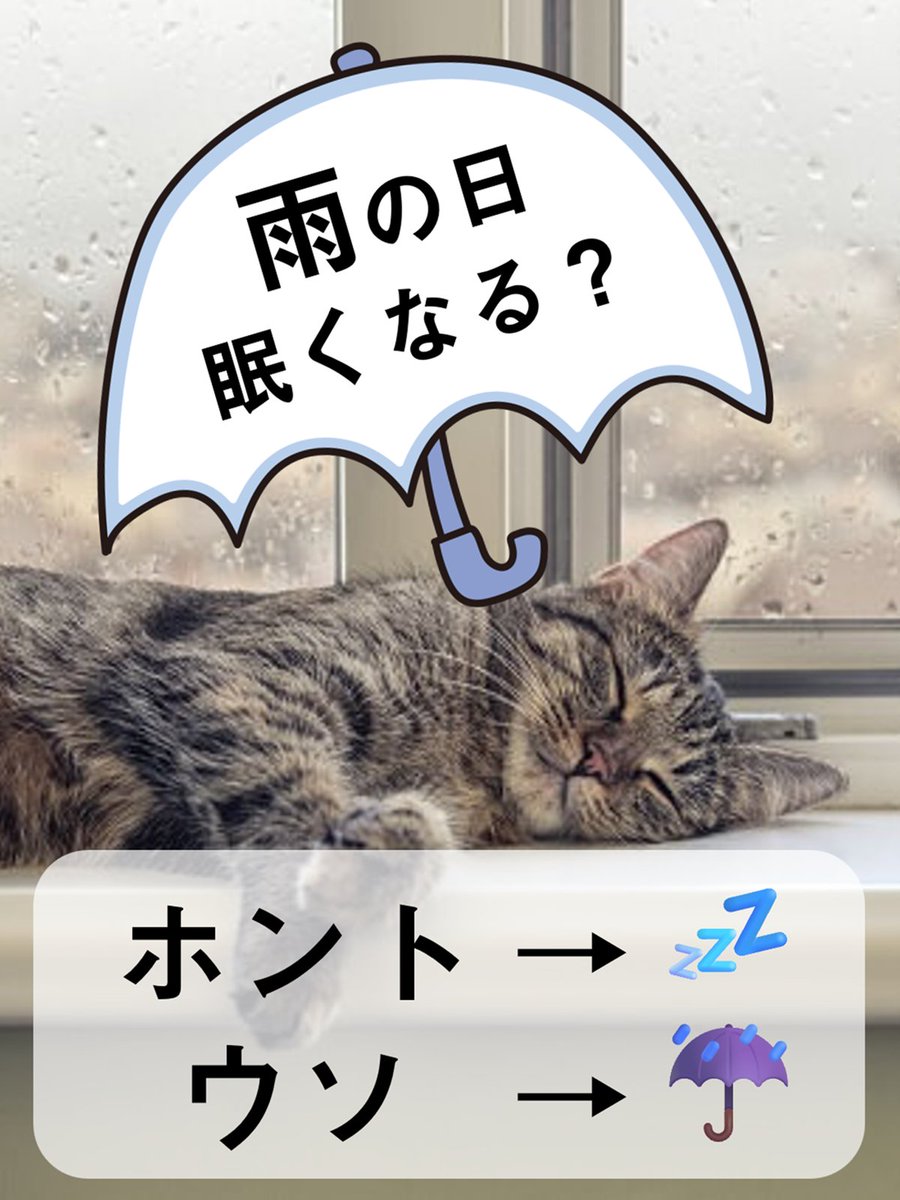 IPET__INS's tweet photo. 梅雨入りした地域もあり、雨の季節となりました☔
いつでもお眠なネコちゃん。

『あれ？雨の日はいつもより寝てる？気のせい？』
そこで問題です🌂

ネコちゃんは雨の日、眠くなるの？
　ホント→💤
　ウソ　→☔

絵文字で教えてくださいね🐱 https://t.co/QvW6qYJLsE
