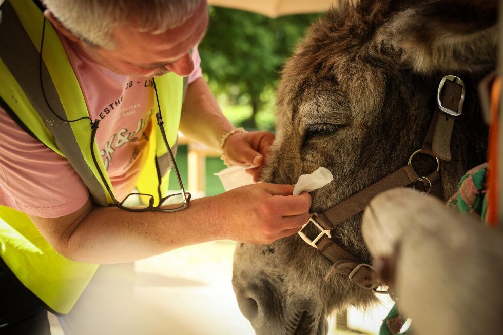 behavehelp's tweet photo. A psychiatric hospital in France is using therapy donkeys to help patients coping with depression, anxiety, schizophrenia, and other mental health conditions. 

https://t.co/dGN9cxsoxk 

#depression #anxiety #trauma #addiction #MentalHealth #AnimalTherapy https://t.co/HMFHflTszN