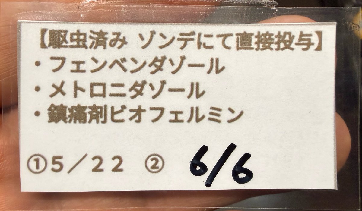 FReptiles's tweet photo. 【2026.6.14  RBM出品生体】

#ニシアフリカセオレガメ 
#ニシセオレガメ
𝘒𝘪𝘯𝘪𝘹𝘺𝘴 𝘯𝘰𝘨𝘶𝘦𝘺𝘪
アフリカトーゴWC

ヤングオス個体①とアダルトペアを連れて行きます。

薬浴駆虫済み。餌食い状態◎です。
単体販売しておりましたが、ペアの相性が良くしょっちゅう交尾しているのでペア販売とさせてください。

現在店舗では『ありがとう９周年SALE』開催中です。もちろん当日もSALE価格で出品致します。

#RBM  
#ReptilBreedersMarket