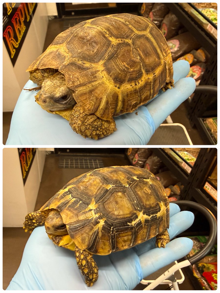 FReptiles's tweet photo. 【2026.6.14  RBM出品生体】

#ニシアフリカセオレガメ 
#ニシセオレガメ
𝘒𝘪𝘯𝘪𝘹𝘺𝘴 𝘯𝘰𝘨𝘶𝘦𝘺𝘪
アフリカトーゴWC

ヤングオス個体①とアダルトペアを連れて行きます。

薬浴駆虫済み。餌食い状態◎です。
単体販売しておりましたが、ペアの相性が良くしょっちゅう交尾しているのでペア販売とさせてください。

現在店舗では『ありがとう９周年SALE』開催中です。もちろん当日もSALE価格で出品致します。

#RBM  
#ReptilBreedersMarket