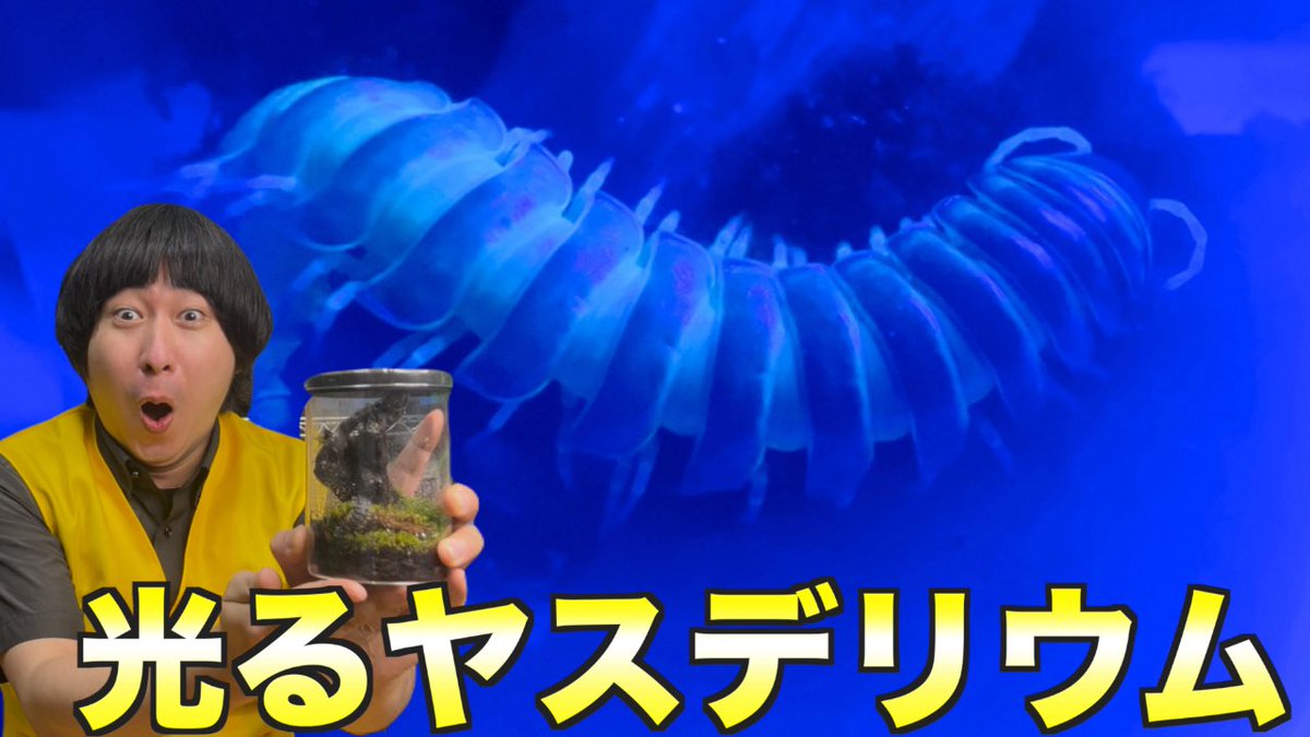 okeramaru's tweet photo. 昆虫ハウス101号室の新動画です！
久しぶりのヤスデ回です！数少ない奇蟲女子にこの美しさ届け！！！

体が発光する虫を楽しむ最高の飼い方 https://t.co/od7ZccEiXR @YouTubeより https://t.co/uqL6lXJMVQ
