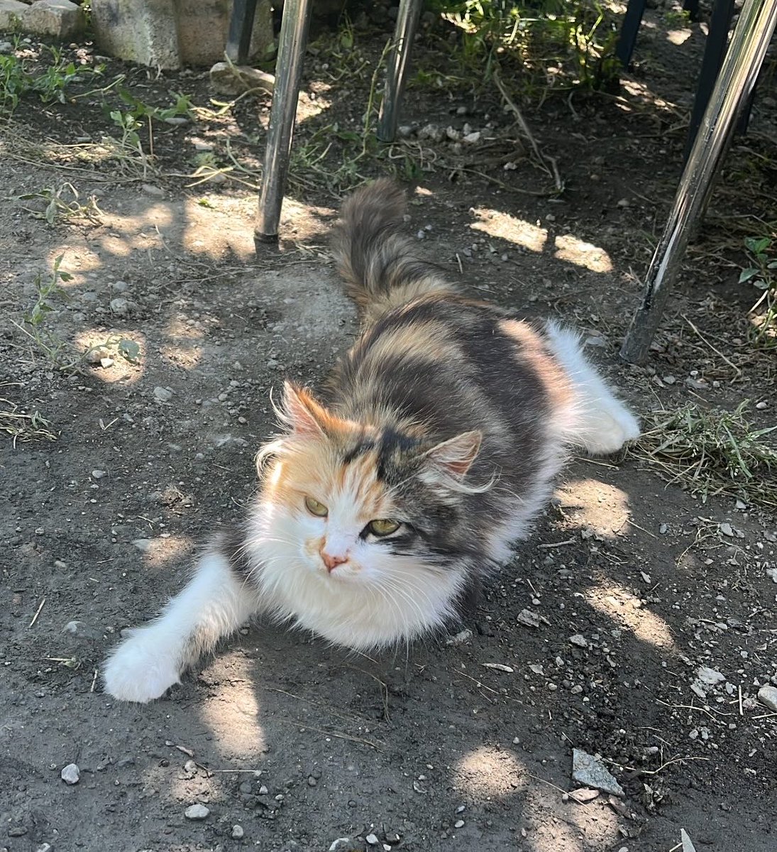 1buszen's tweet photo. tanıştırayım Simit 😍 https://t.co/3kkenFraip