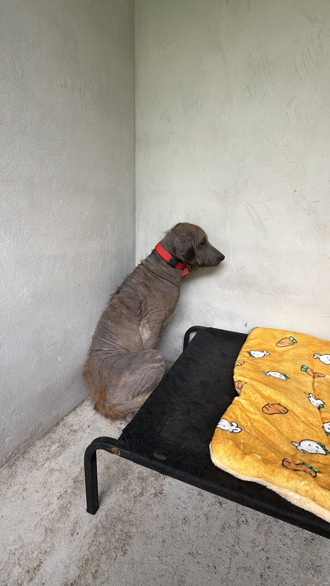 NiallHarbison's tweet photo. Sienna had been used for breeding and then tossed out in the street. 

Trust was very hard for her in the early days. (2/7) https://t.co/PtXvkHXIko