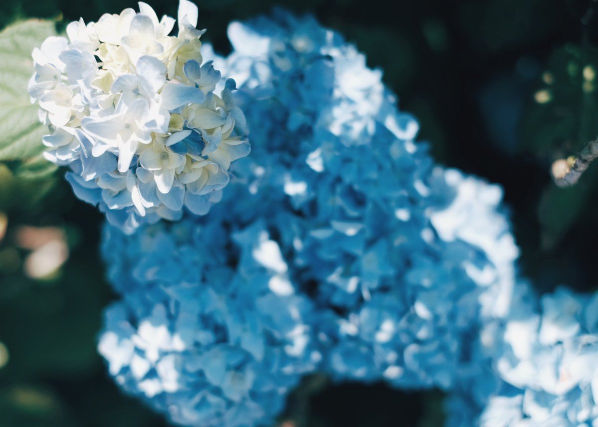 kuri_sss303's tweet photo. 日々紫陽花 https://t.co/Sm5wJOPTWx