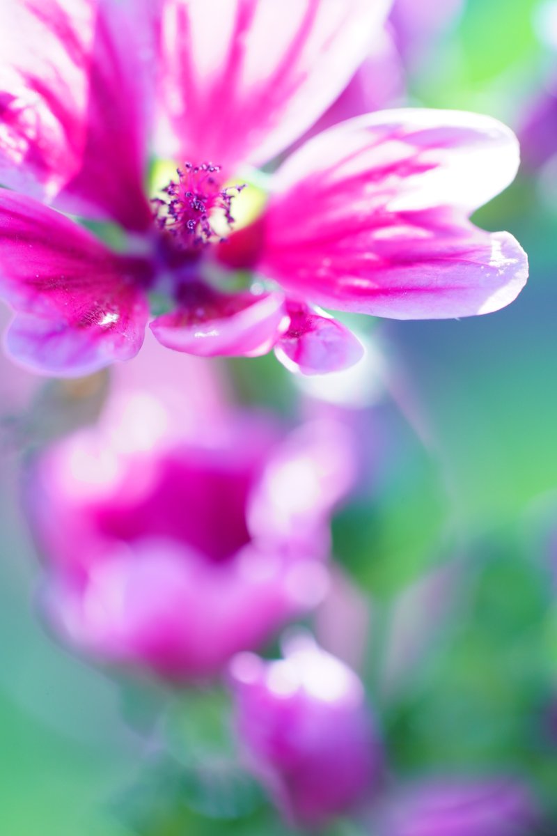 s_akanta's tweet photo. #ゼニアオイ
#ファインダー越しの私の世界
2枚目縦写真
photo.2026.5 https://t.co/BesQGoFh83