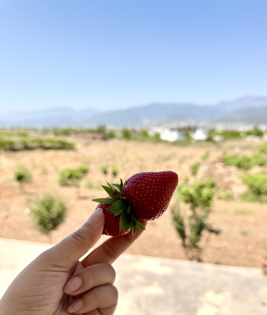 gulsengazel's tweet photo. Çilekler toplandı, reçeller yapıldı ✅ https://t.co/a6xvGLbBdU