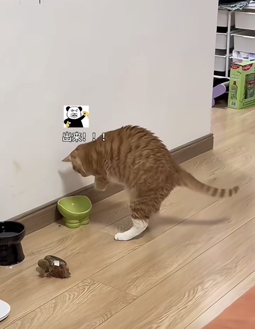Jordan_Chick10's tweet photo. Got home to my fluffy cat waiting by the door—best 5-minute stress reliever ever. Who’s your favorite tiny mood booster https://t.co/lsGYw4mz1i