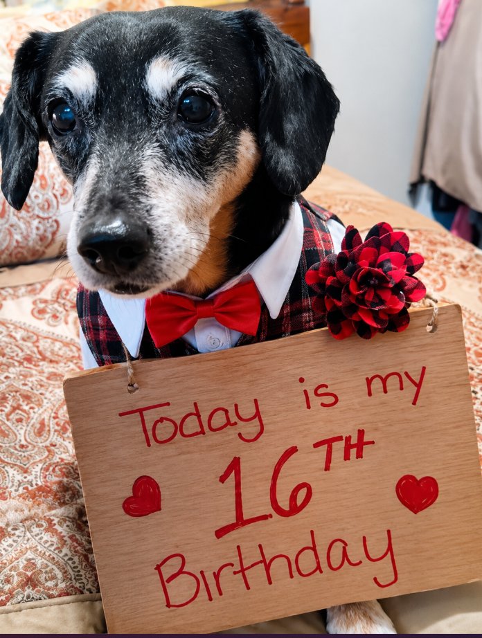 BestinDogs's tweet photo. https://t.co/prtNFBKPWy