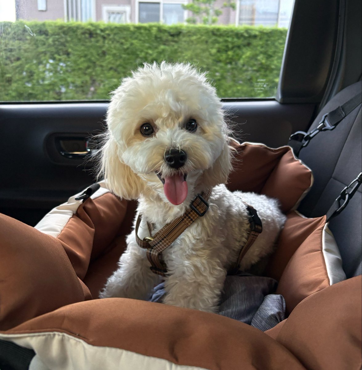 8marupoo's tweet photo. 夏はスッキリカット https://t.co/AkC6NrqMEI