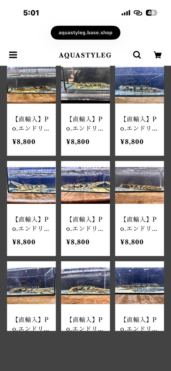 AQUASTYLEG's tweet photo. Po.エンドリケリーナイジェリア産
20〜30upを全固体アップしました👏

今回いい頃のサイズが沢山入りましたので
選びたい放題です‼
店頭でも皆さんじっくりと悩まれてる姿を
何度もお見かけしております🤭

商品ページ内下方に動画も掲載済みです！
詳細はBASEショップまで🙇🏻‍♂️

https://t.co/zY6cBle3qc