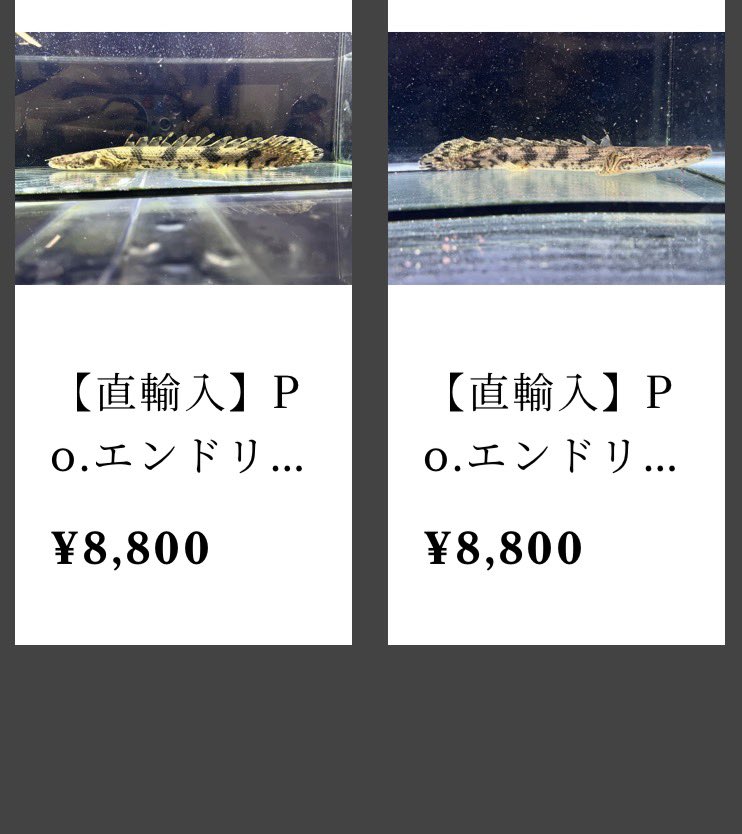 AQUASTYLEG's tweet photo. Po.エンドリケリーナイジェリア産
20〜30upを全固体アップしました👏

今回いい頃のサイズが沢山入りましたので
選びたい放題です‼
店頭でも皆さんじっくりと悩まれてる姿を
何度もお見かけしております🤭

商品ページ内下方に動画も掲載済みです！
詳細はBASEショップまで🙇🏻‍♂️

https://t.co/zY6cBle3qc