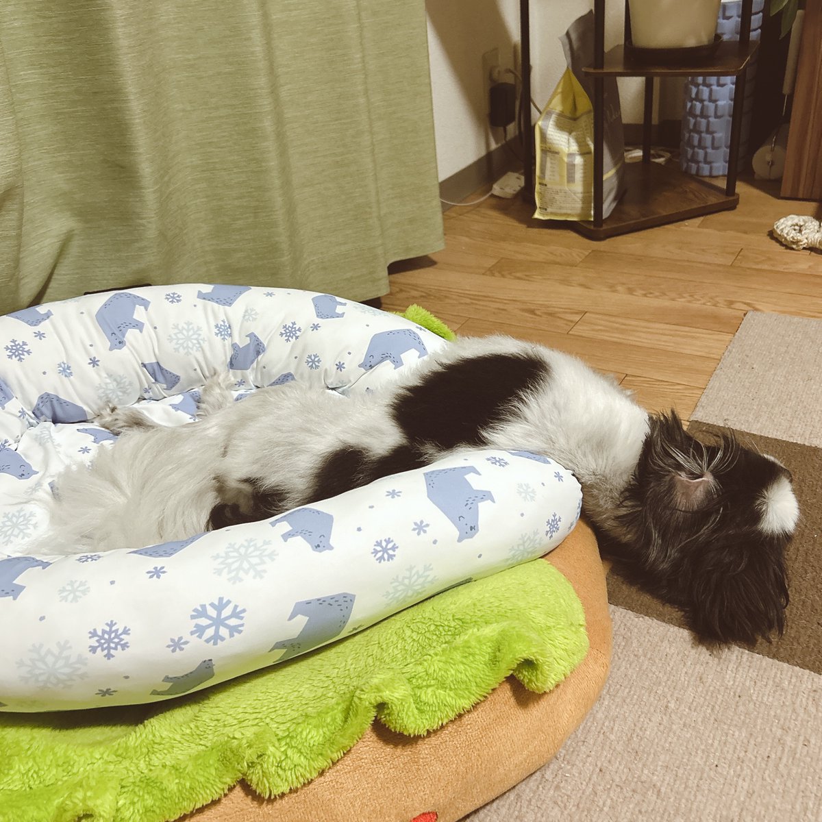 hamayo0716's tweet photo. 犬は液体🫠？ https://t.co/S2uvIXj6EE