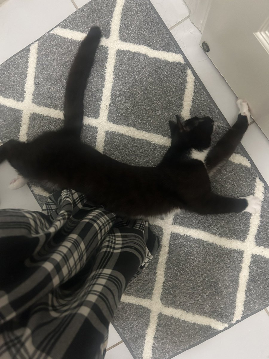 K0stavin's tweet photo. Cat keeping me company while I go through the most traumatic diarrhea https://t.co/nXiQ9zLU6I