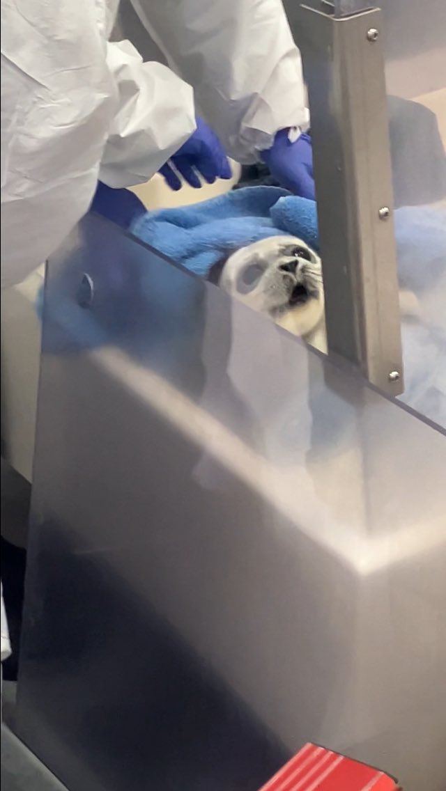 Seallover_Emily's tweet photo. 先ほどAsealで赤ちゃんアザラシたちの餌と点滴タイムがあったので
ようやくはっきり見えました！
白もふ早産児1433ちゃんと1434くんに会えました！
1433ちゃんに至っては保護された時5.4キロしかありませんでした。
#アザラシ幼稚園 https://t.co/BmAxLj50S8