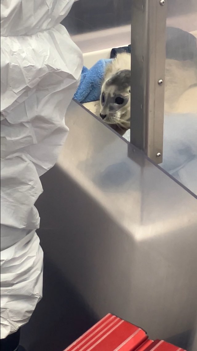 Seallover_Emily's tweet photo. 先ほどAsealで赤ちゃんアザラシたちの餌と点滴タイムがあったので
ようやくはっきり見えました！
白もふ早産児1433ちゃんと1434くんに会えました！
1433ちゃんに至っては保護された時5.4キロしかありませんでした。
#アザラシ幼稚園 https://t.co/BmAxLj50S8