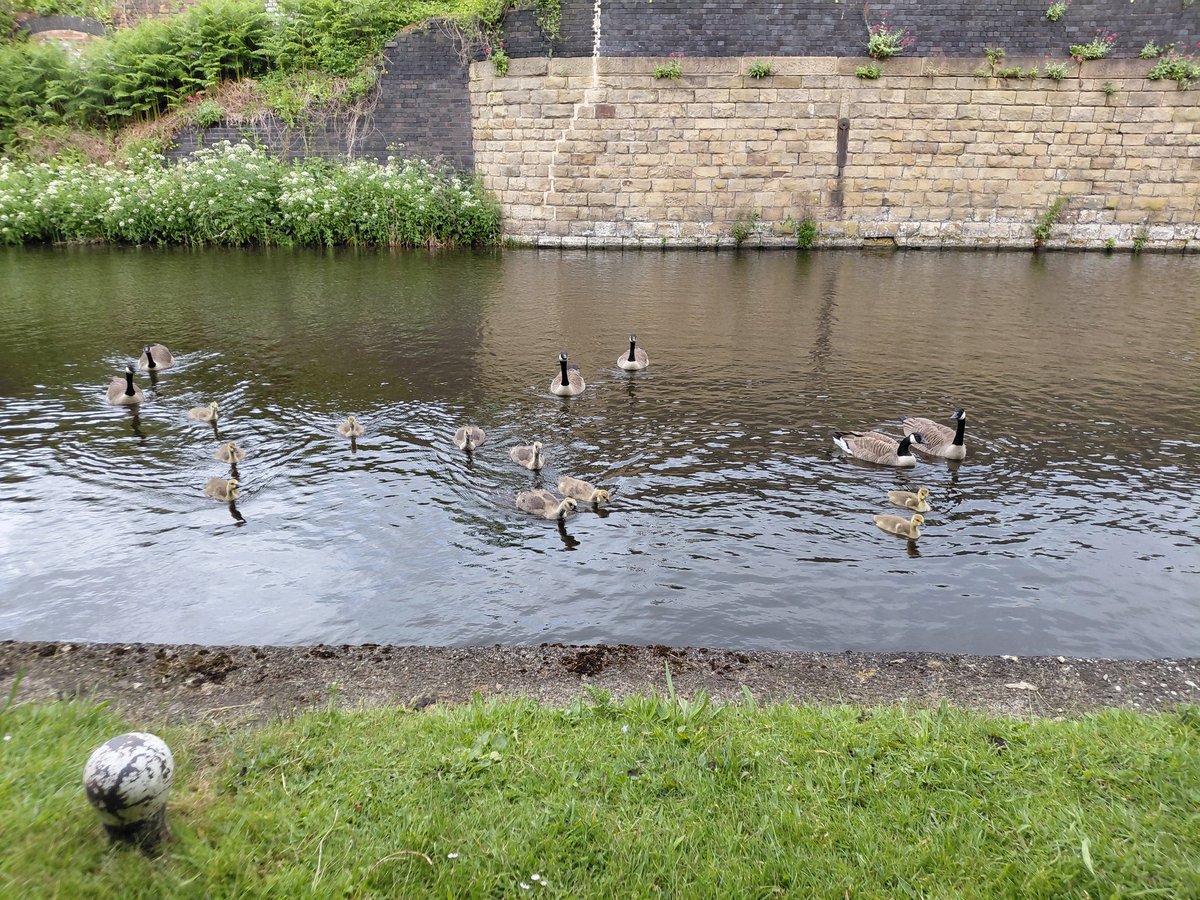 louisem09717316's tweet photo. Walk towards #100KinJune  along #SheffieldandTinsleyCanal. Never ceases to amaze me how nature lives alongside industry. Even saw the turquoise flash of a kingfisher! https://t.co/Kn3mDMw3vi