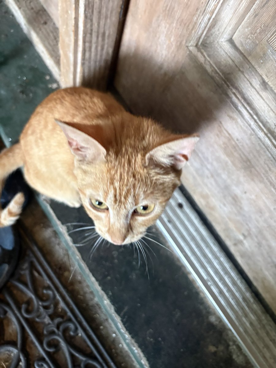 floofleton's tweet photo. https://t.co/2Vj1mVjQoL
