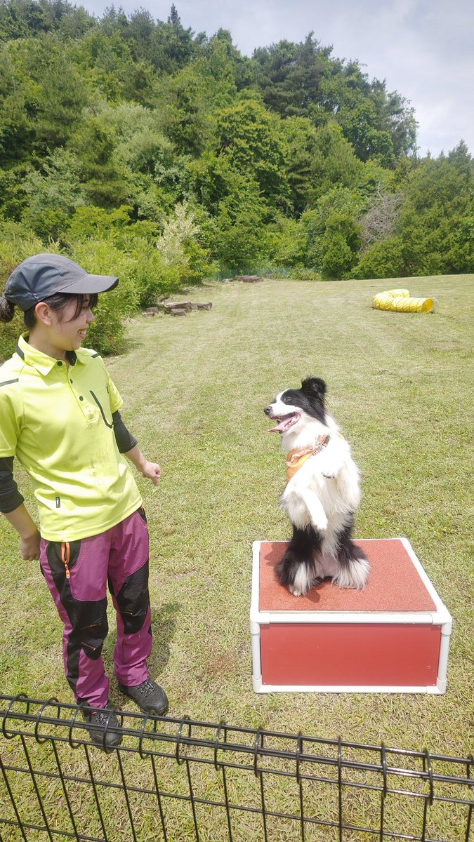 f6tAh2kyACYB94B's tweet photo. 昨日、我々、DogRun観れなかったのであれなんですがー…。
同一犬😁💨
オドロキさんの、作品、スタッフ内、我々の中で大バズりです😂💨
すごいし、面白いもの(笑)
#東北サファリパーク
#DogRun
#ボーダーコリー
#メリーちゃん
#くるみお姉さん https://t.co/bZWMNbQEbX