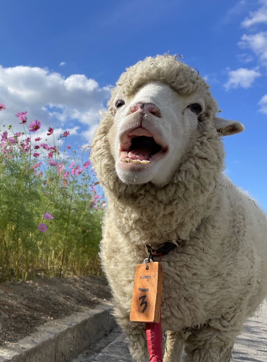thefarmersheep's tweet photo. baaaa baaaa baaaa https://t.co/607bDajgkL