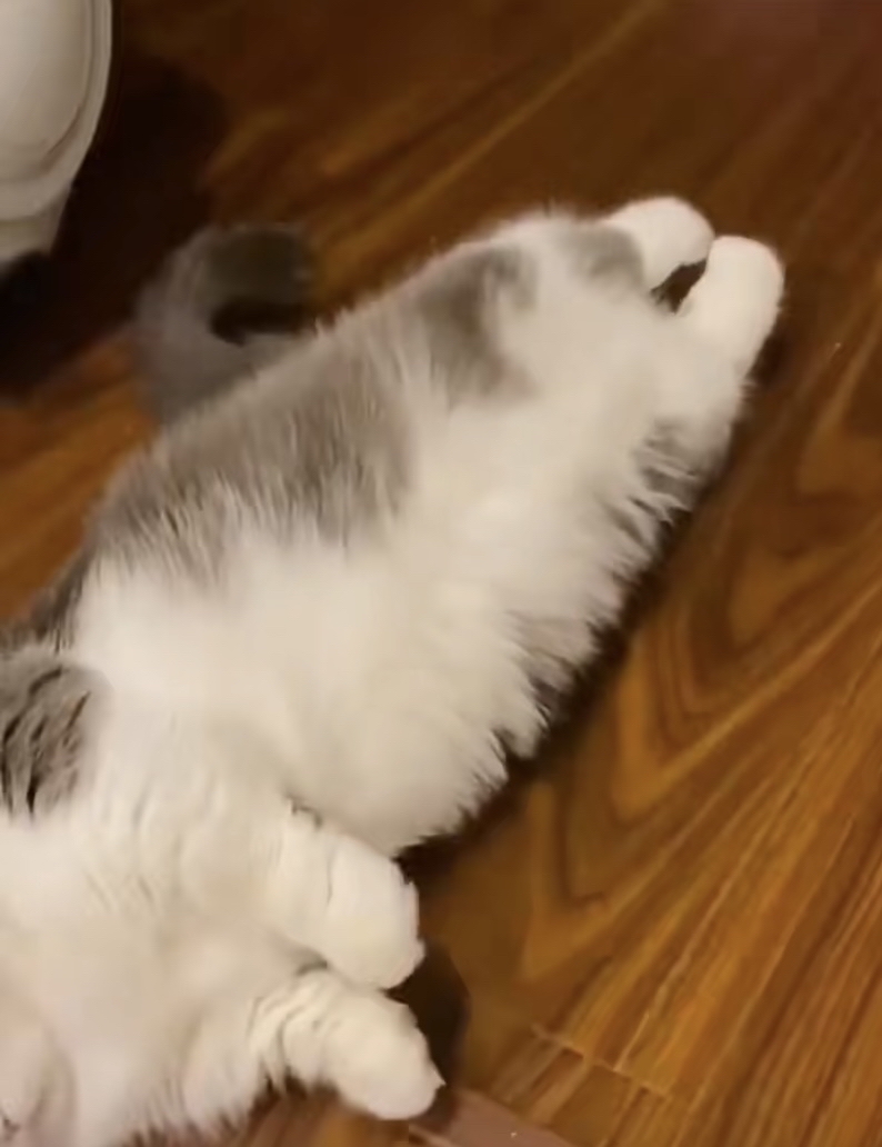 MsKeg_27's tweet photo. Our fluffy kitten Mochi just hit 6 months old! She’s gone from a tiny mewling ball to zooming around the house like a little tornado today  Love watching every silly, growing step! https://t.co/OS3Evc39ZO