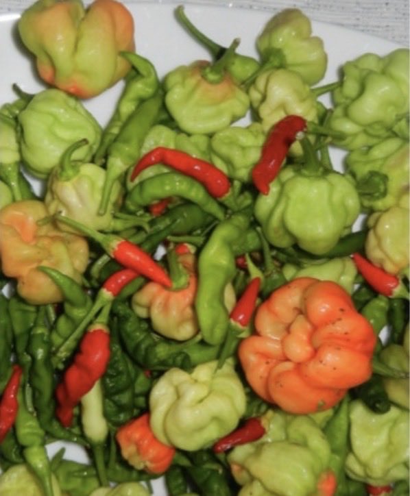 shadazubair's tweet photo. On #WorldFoodSafetyDay 
“From burden to solutions-safe food everywhere”, let us remind ourselves that from farm to table, every stage of the food system matters. 

In the Maldives, we can strengthen our national resilience by supporting local farmers produce food without chemical pesticides. 

Safe and nutritious food protects public health, prevents disease, supports our farmers, and advances sustainable development. 

A healthier, more resilient Maldives begins with a safe and sustainable food system. 

All photos from my organically produced food farm on B.Maarikilu

🌱🇲🇻 #WorldFoodDay #FoodSecurity #FoodSafety #Maldives
@presidencymv @MMuizzu @MadamSajidha @MFAORmv @Shiyamaldives @MoEDmv 
👇🏽