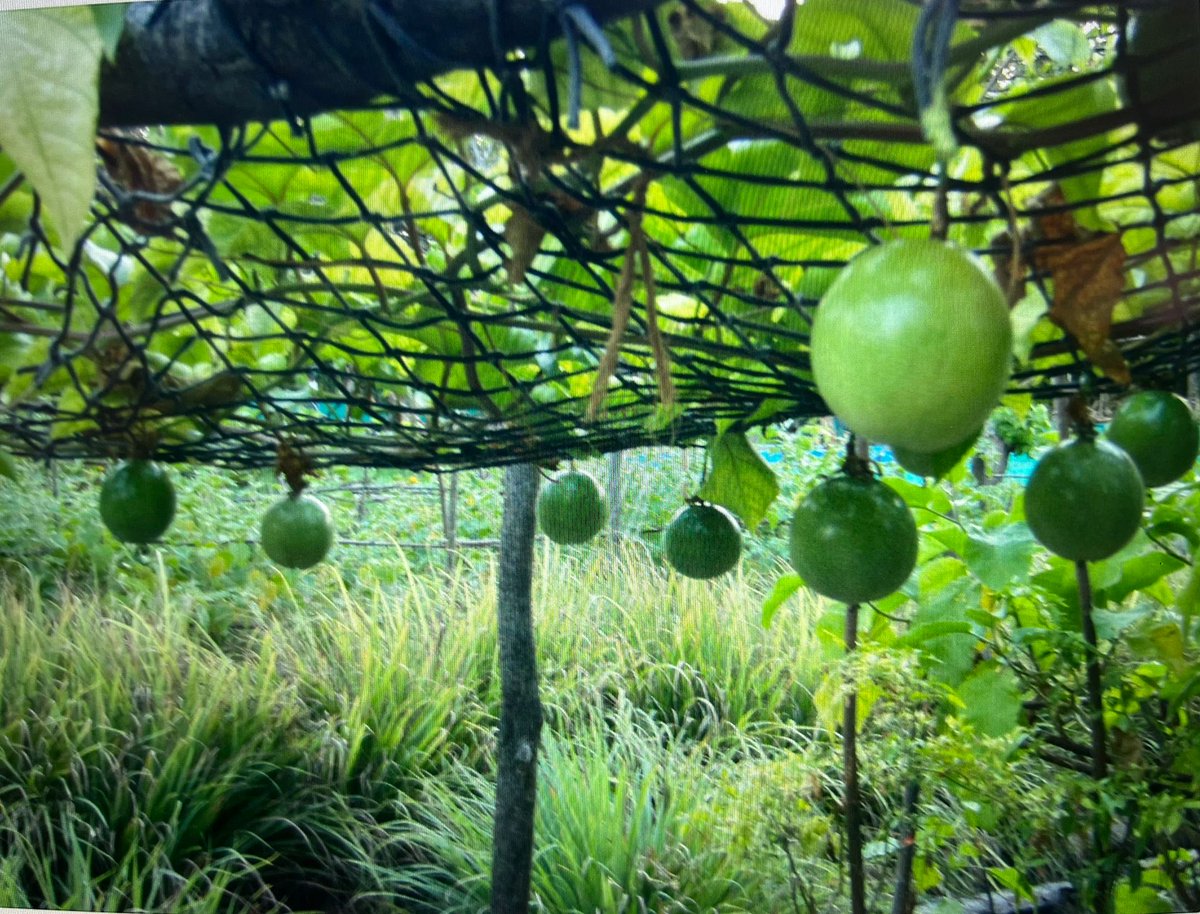 shadazubair's tweet photo. On #WorldFoodSafetyDay 
“From burden to solutions-safe food everywhere”, let us remind ourselves that from farm to table, every stage of the food system matters. 

In the Maldives, we can strengthen our national resilience by supporting local farmers produce food without chemical pesticides. 

Safe and nutritious food protects public health, prevents disease, supports our farmers, and advances sustainable development. 

A healthier, more resilient Maldives begins with a safe and sustainable food system. 

All photos from my organically produced food farm on B.Maarikilu

🌱🇲🇻 #WorldFoodDay #FoodSecurity #FoodSafety #Maldives
@presidencymv @MMuizzu @MadamSajidha @MFAORmv @Shiyamaldives @MoEDmv 
👇🏽
