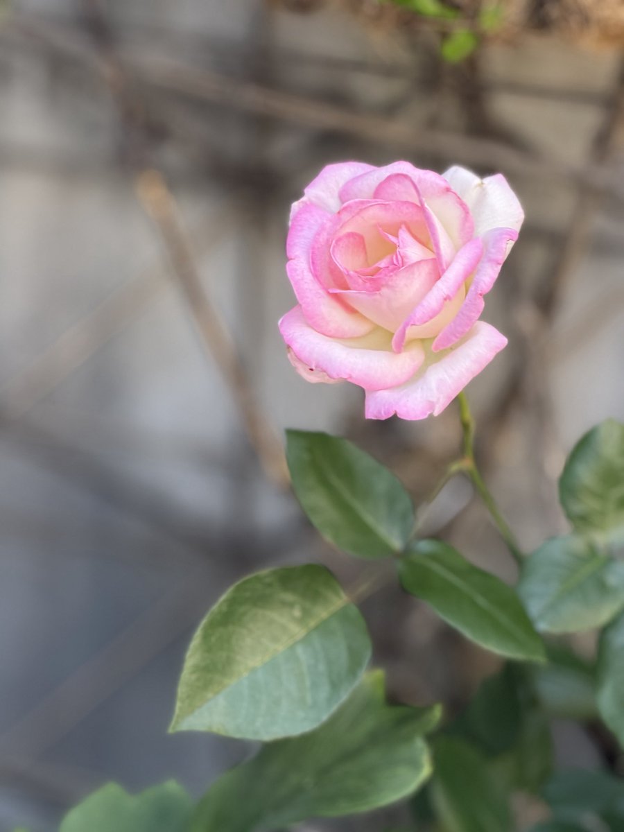 nekoPinuK's tweet photo. なにげない路地裏
咲いていた薔薇
飾らないのが一番美しい https://t.co/0vo1WfRJiY