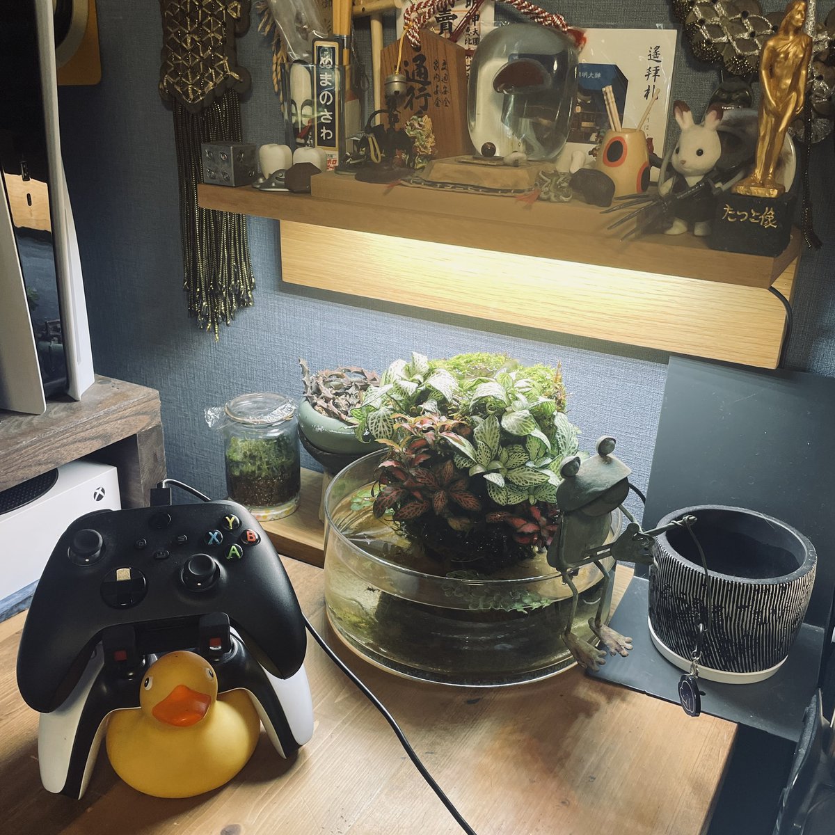 n_uma's tweet photo. Macを新調したタイミングで仕事机を少し模様替えしたけど、コケ・水生植物・変な植物育ててるこのエリアが違和感あって好き。もう一つ植物追加できる鉢もあります。 https://t.co/tlEdM2VLPW