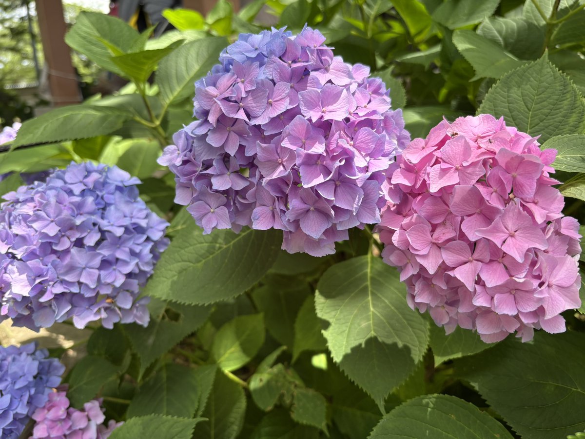 kaoringo822's tweet photo. 紫陽花いちばん好きな花🩷💜💙🩵 https://t.co/pKpczA3ty0