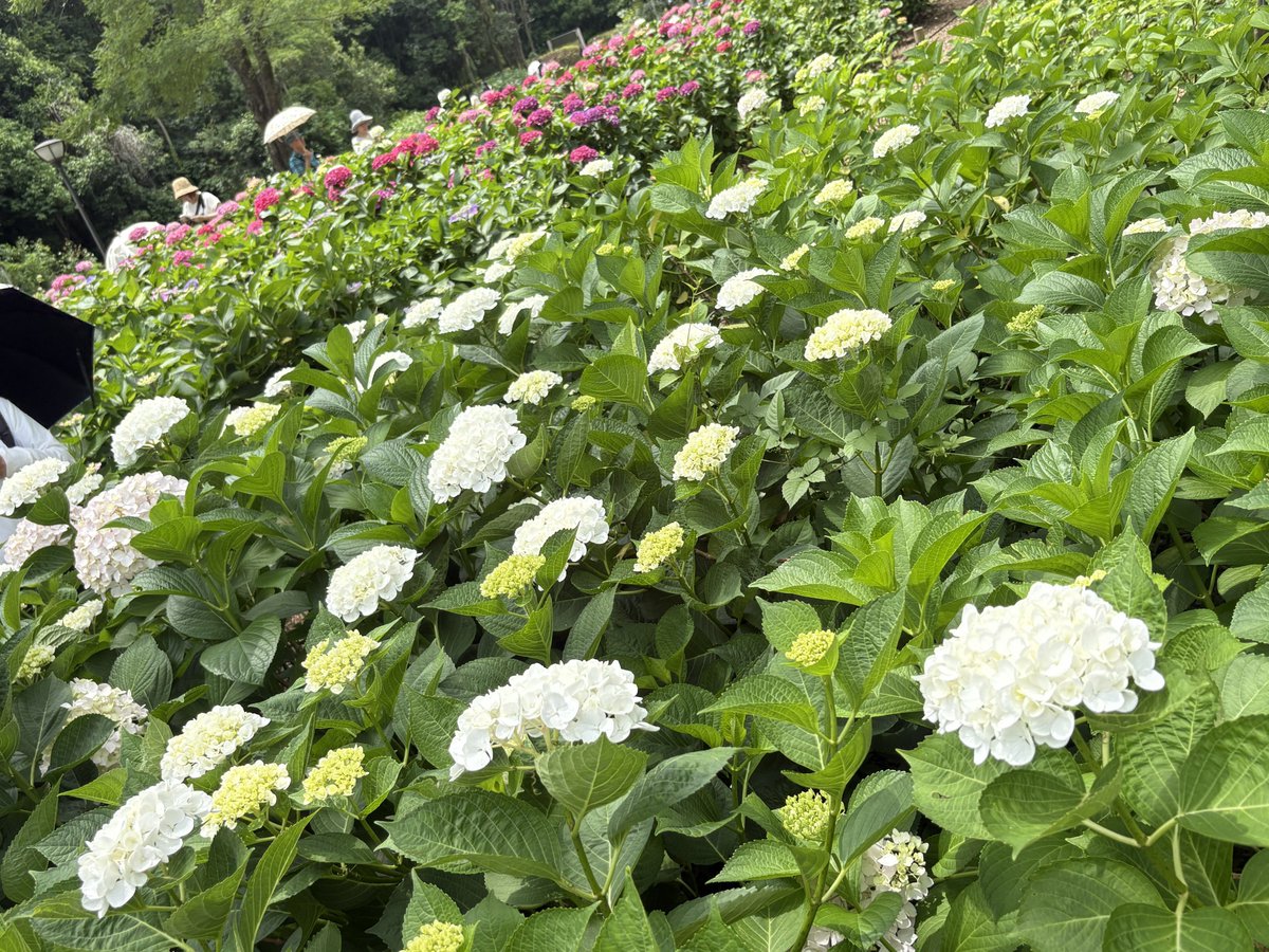 koltusori's tweet photo. 万博記念公園　あじさい祭り初日の撮影！
天気に恵まれたので綺麗だったな https://t.co/rVijSj8tUP