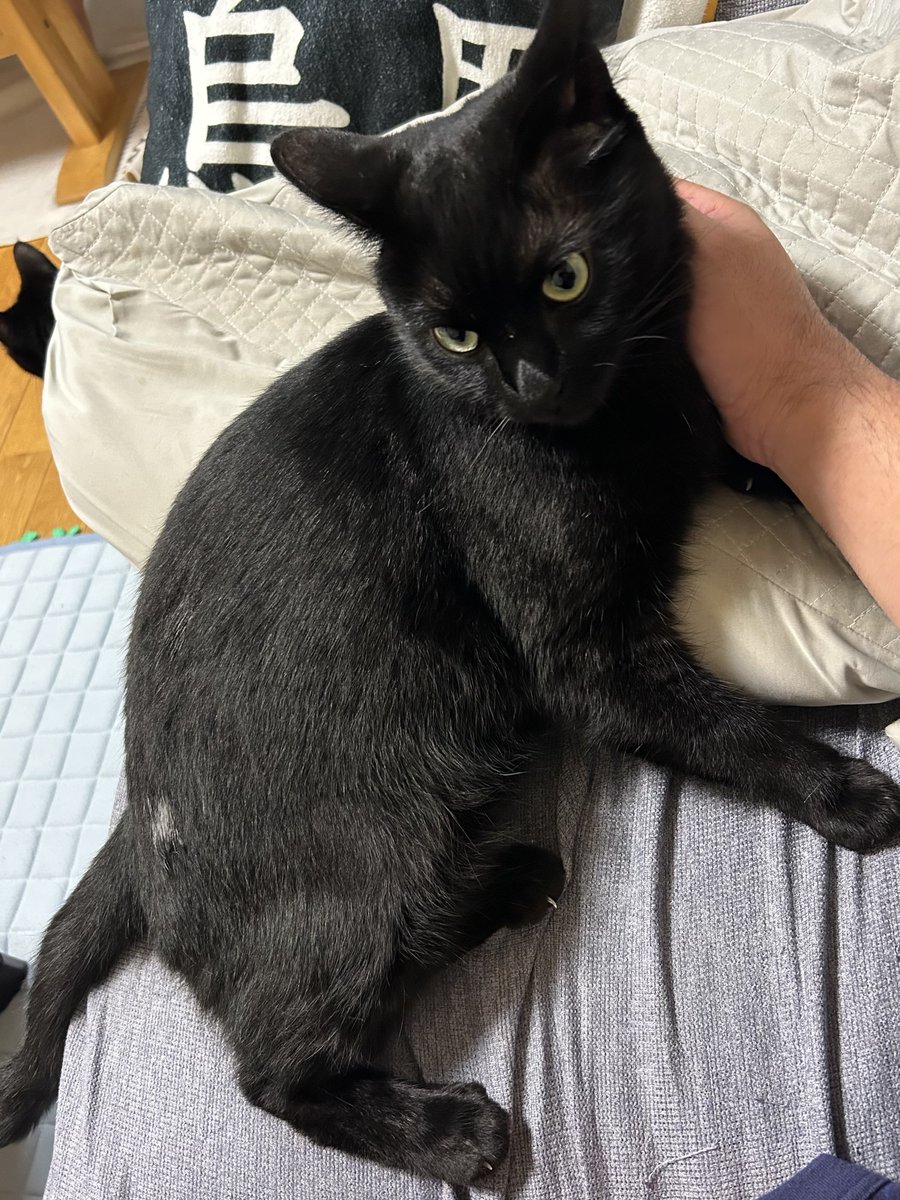 tasogarenastan1's tweet photo. 人が風呂に行こうとすると甘えにくる黒猫。 https://t.co/36miyOF41l