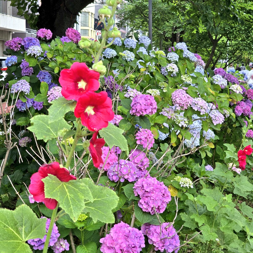 U1Oyo's tweet photo. 東京梅雨入り☔
隅田公園をぶらぶら、紫陽花が満開🎶 雨が降らなくて良かった https://t.co/038cJQJqgi