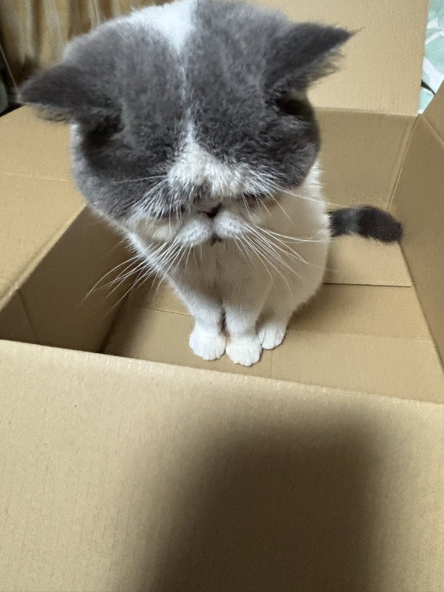 Post by ぬこにゃん on X: 箱猫。