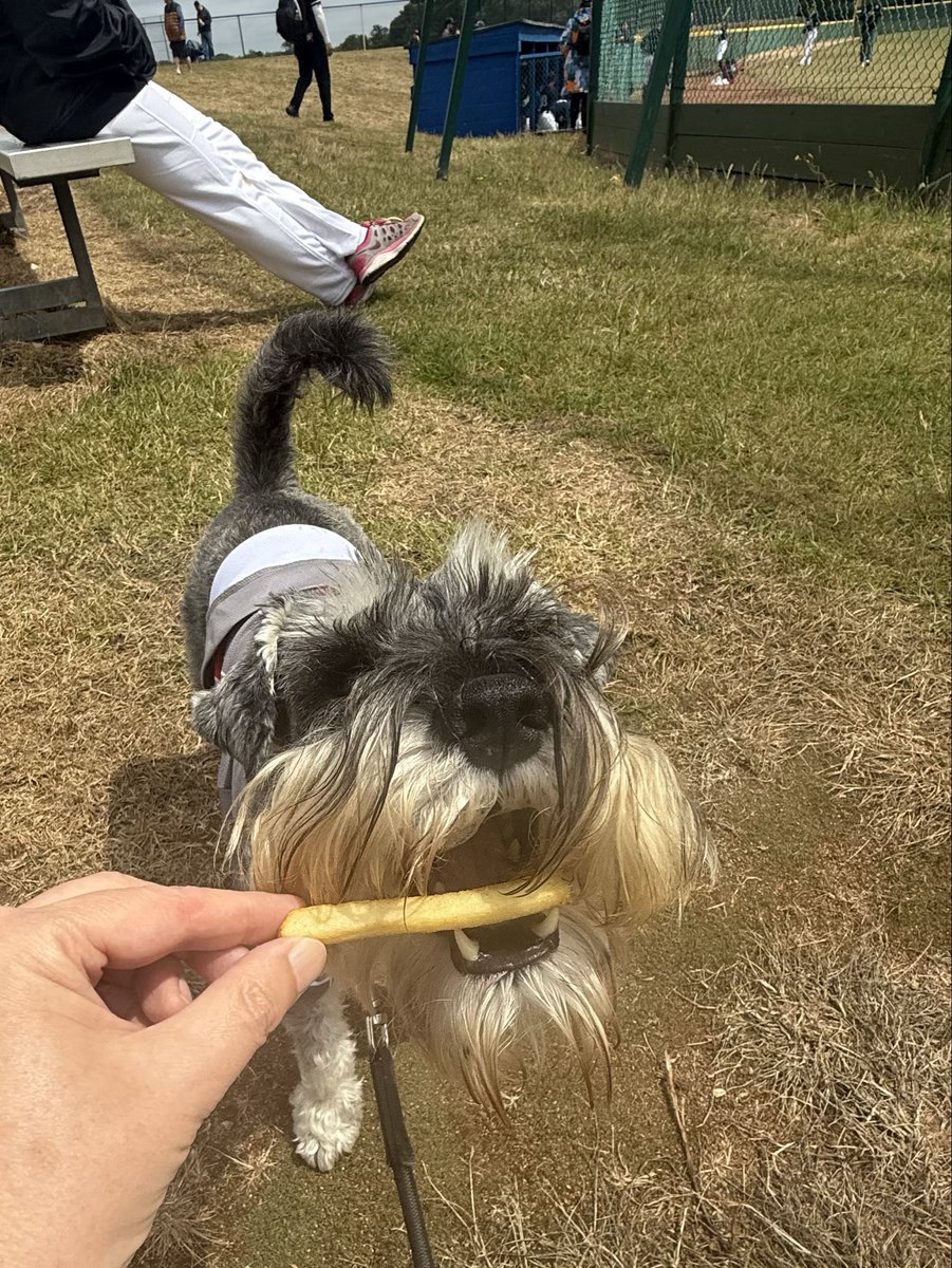 MrWafflesTheDog's tweet photo. My first international baseball match. Great Britain Women vs Czechia. 🇬🇧 🇨🇿 
I got chips AND some hot dog. @GB_Baseball #SchnauzerGang #baseballdog https://t.co/14h4zBuEvV