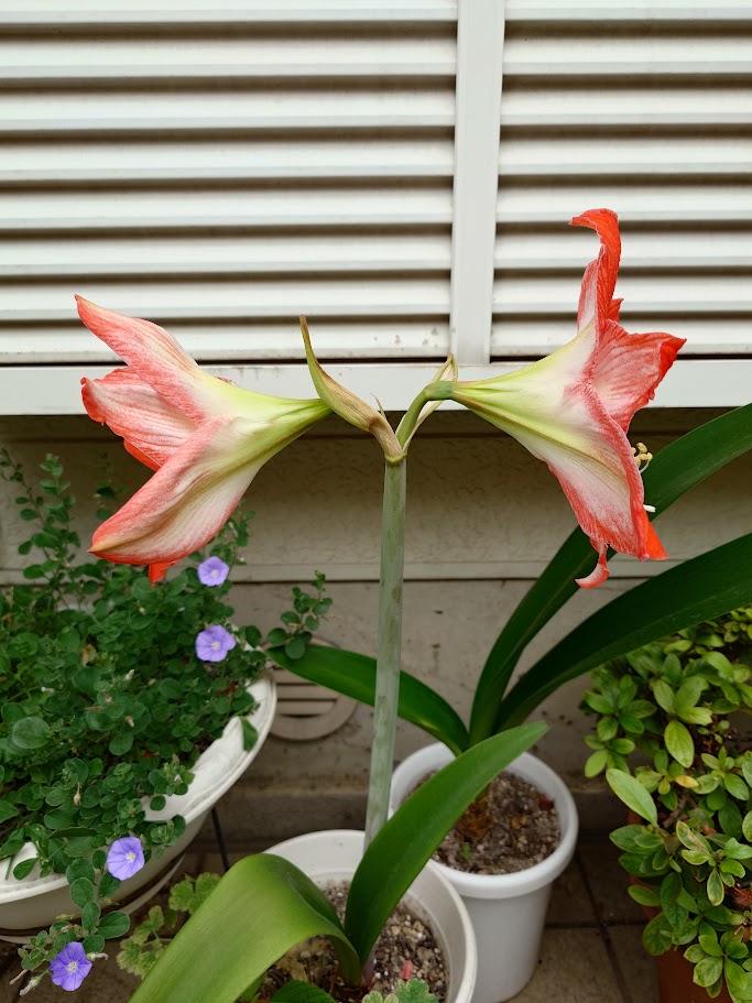 miya_choco's tweet photo. 今日の園芸
アマリリスの開花（写真1・2枚目）
3鉢のうち1鉢は球根の痛みで退場、残り2鉢のうち1鉢だけ開花しました。近年の猛暑で球根が育ちにくくなったので来年以降の開花は未知数です。

柏葉アジサイの剪定も兼ねて花は切り花として花瓶に生けています（写真3枚目） https://t.co/oWCXYO1HAc