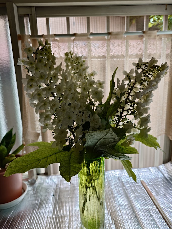 miya_choco's tweet photo. 今日の園芸
アマリリスの開花（写真1・2枚目）
3鉢のうち1鉢は球根の痛みで退場、残り2鉢のうち1鉢だけ開花しました。近年の猛暑で球根が育ちにくくなったので来年以降の開花は未知数です。

柏葉アジサイの剪定も兼ねて花は切り花として花瓶に生けています（写真3枚目） https://t.co/oWCXYO1HAc