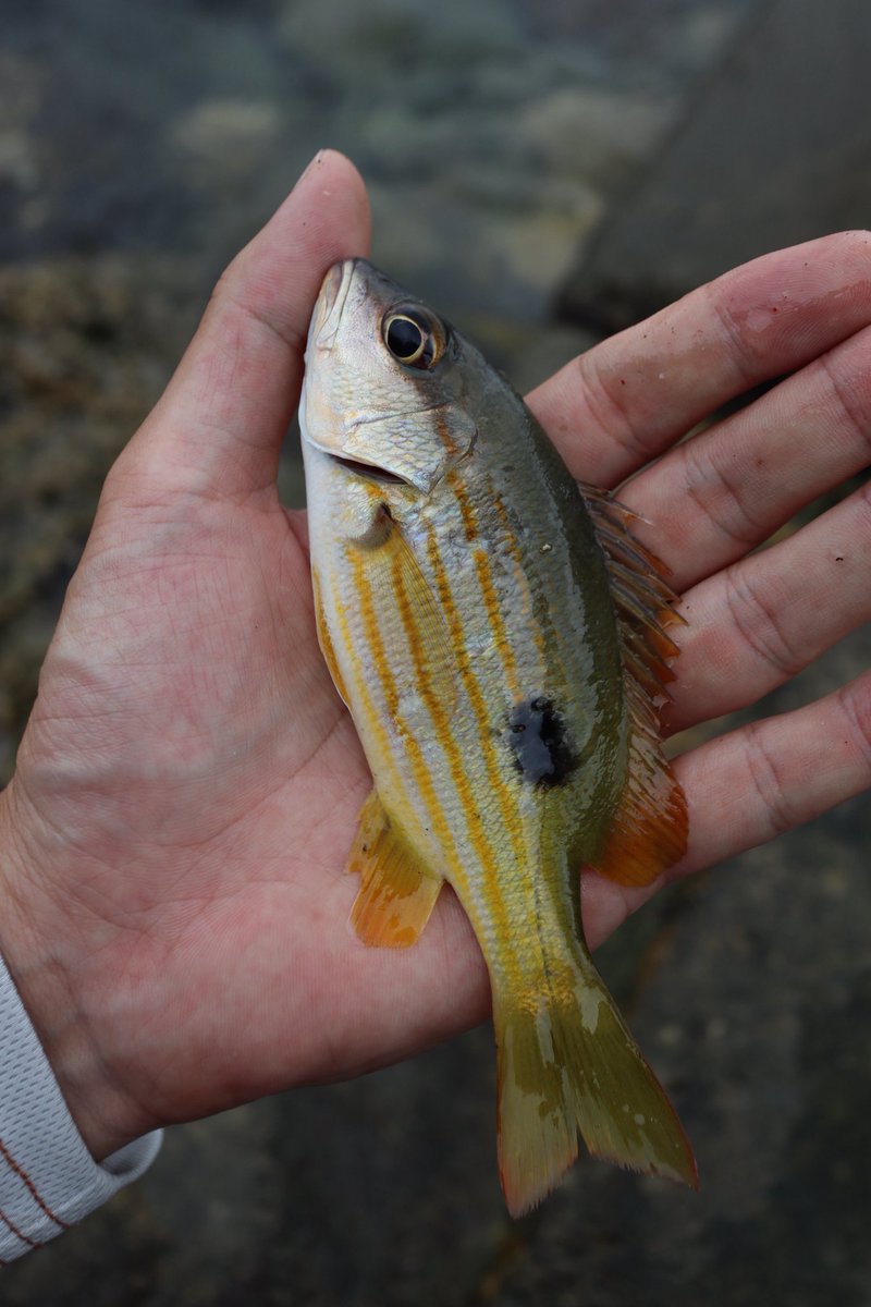 ochapi_fishing's tweet photo. 日付:6月7日（日）
場所:沖縄
魚種:ヤマトビー

クランクでヒット！
ちっこいくせに半端ない引き。

@nakac_tr 
#ツリノススメフォトコン
#魚を美しく撮る https://t.co/BHUW08UTit