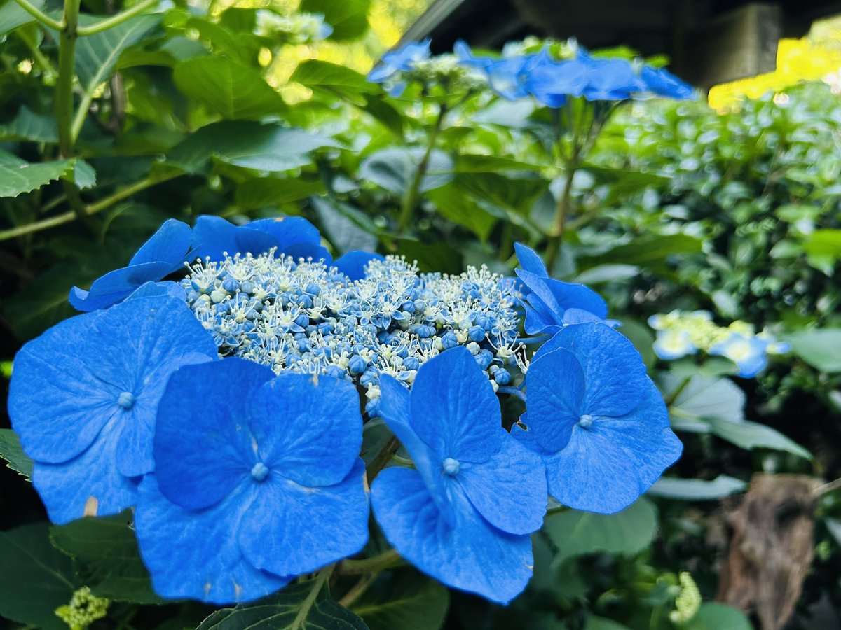 chiikawa91's tweet photo. こんな綺麗な紫陽花初めてかも

📍明月院

 #日常垢  #日常垢さんと繋がりたい  #明月院   #神奈川 #鎌倉  #紫陽花 https://t.co/01rtIqoRrw