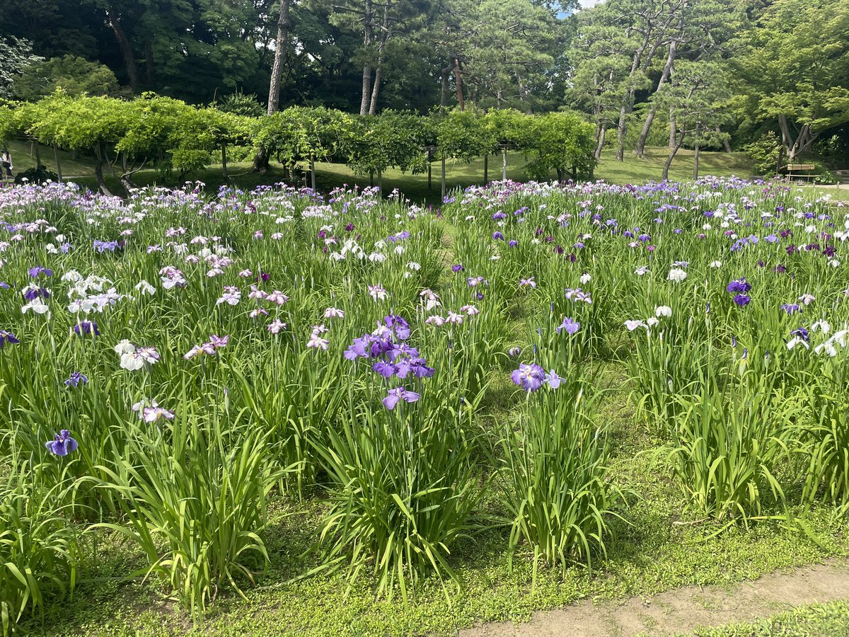 Tanija05's tweet photo. #小石川後楽園
#水無月
#花菖蒲園

満開の花菖蒲
香りも可憐に伝えてくる https://t.co/0OIxZBGnEP