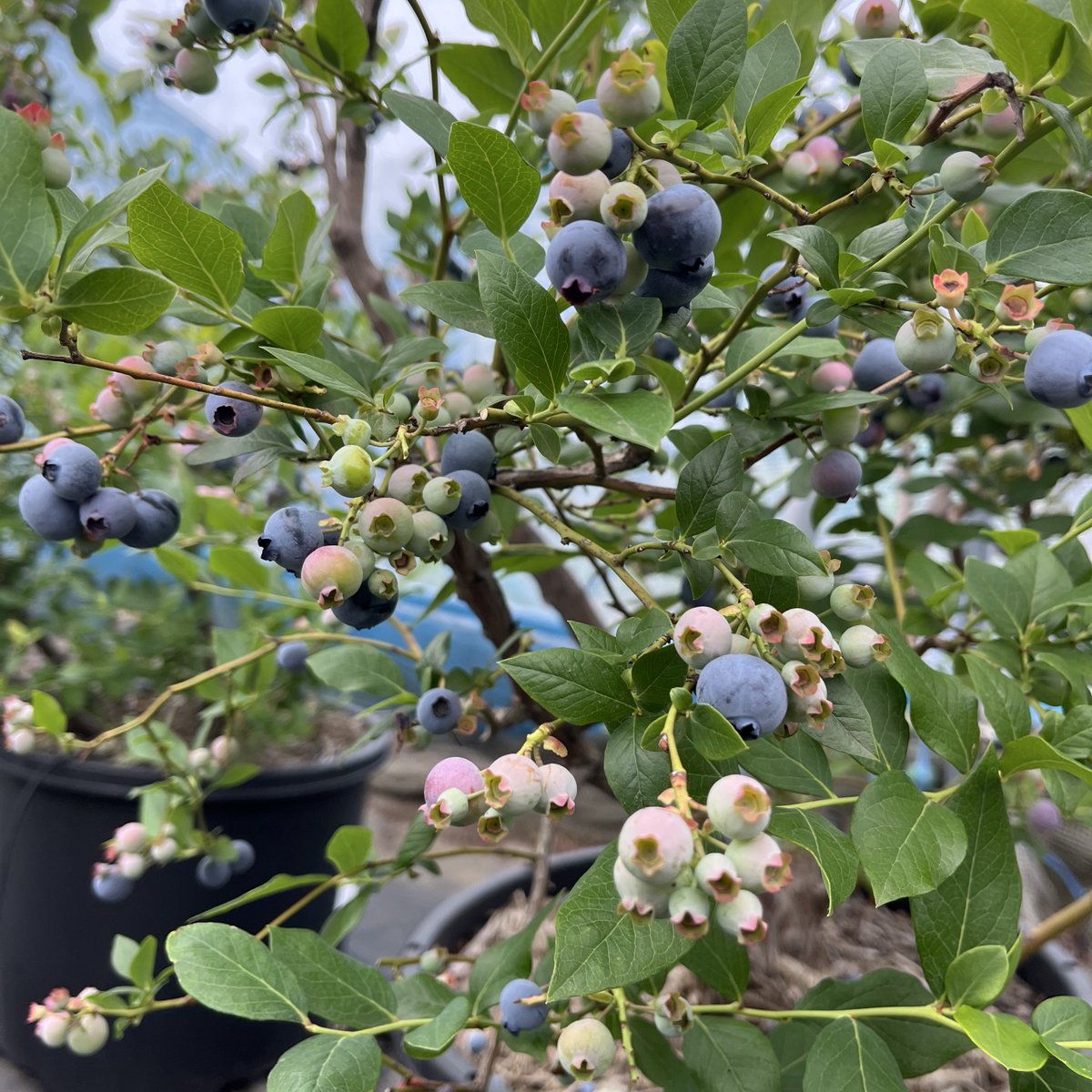 m64km's tweet photo. 摘みにいってきました。
お休みでリフレッシュ https://t.co/DFGBFGIj7N