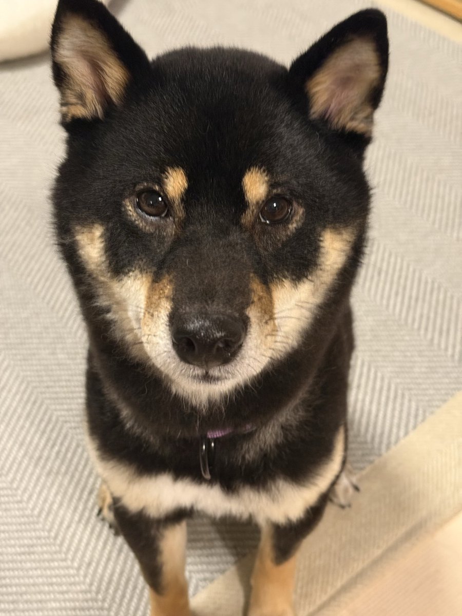 dog6row's tweet photo. 耳かきをしてる人間を見て何か言いたそう

#豆柴 #柴犬のいる暮らし https://t.co/YQ0hwmE1Xa