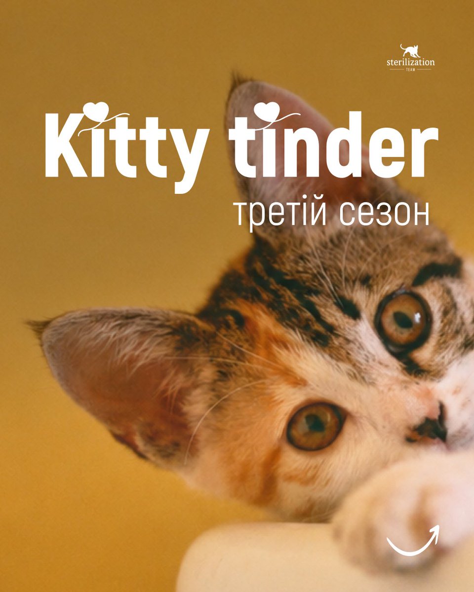 SterilizationT's tweet photo. Ще один сезон Kitty tinder у DREAM yellow добіг кінця, і ми йдемо на літні канікули☀️
Дякуємо кожному, хто подарував дім нашим підопічним, підтримував проєкт та допомагав вірити в дива❤️
До зустрічі восени! 🐾
#sterilizationteam #kittytinder #київ #котики #шукаютьдім https://t.co/KBUsFx8QTf