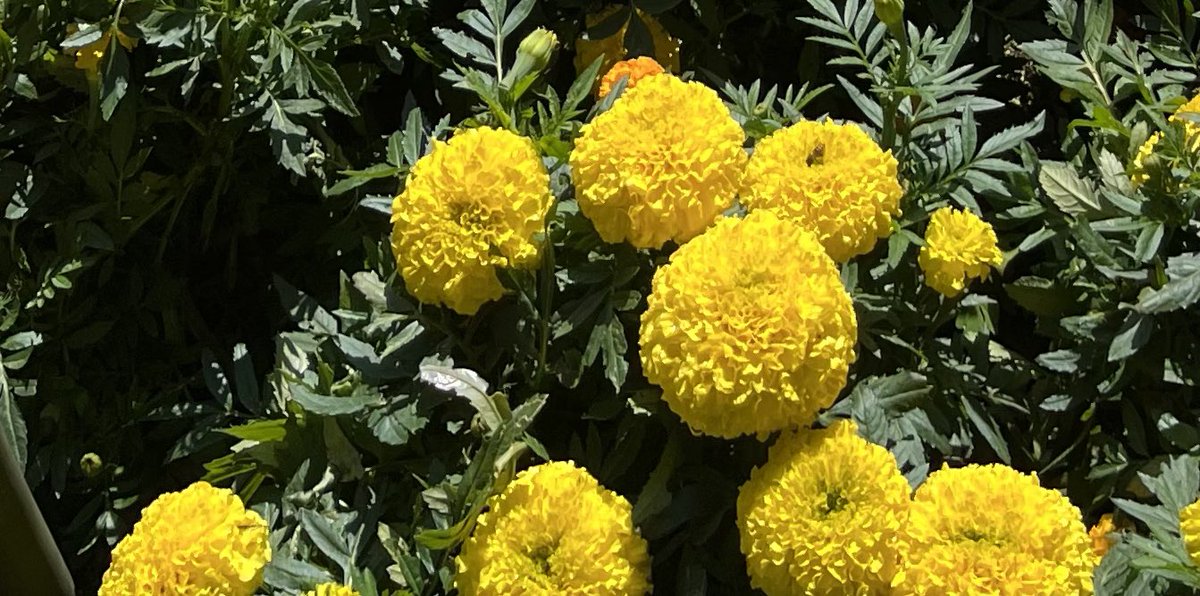 gkarthikeyan58's tweet photo. @drramyamurali Sunday Yellow..💛
Drop yours. https://t.co/zAaRkmBEr0